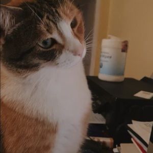 Meet your Posher, Bailey